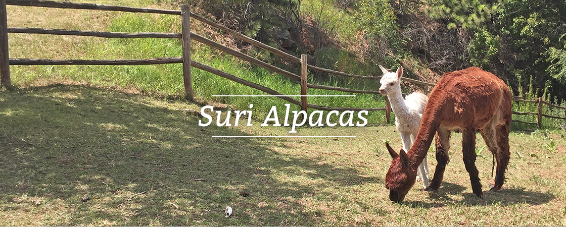 SuriAlpacasHeader.jpg