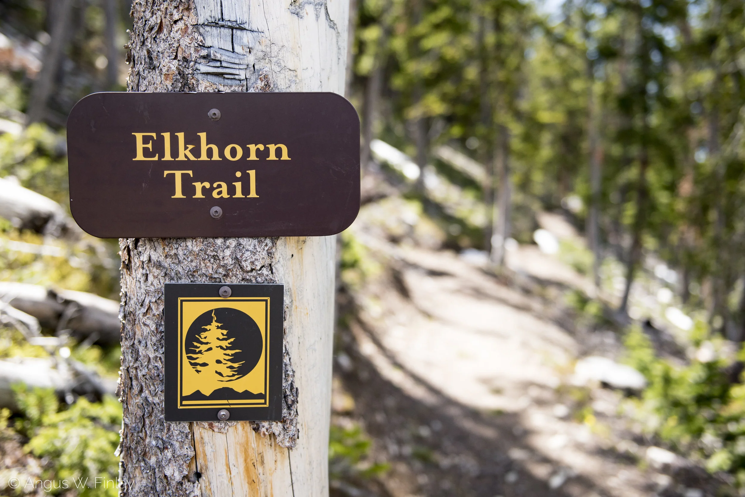 Elkhorn