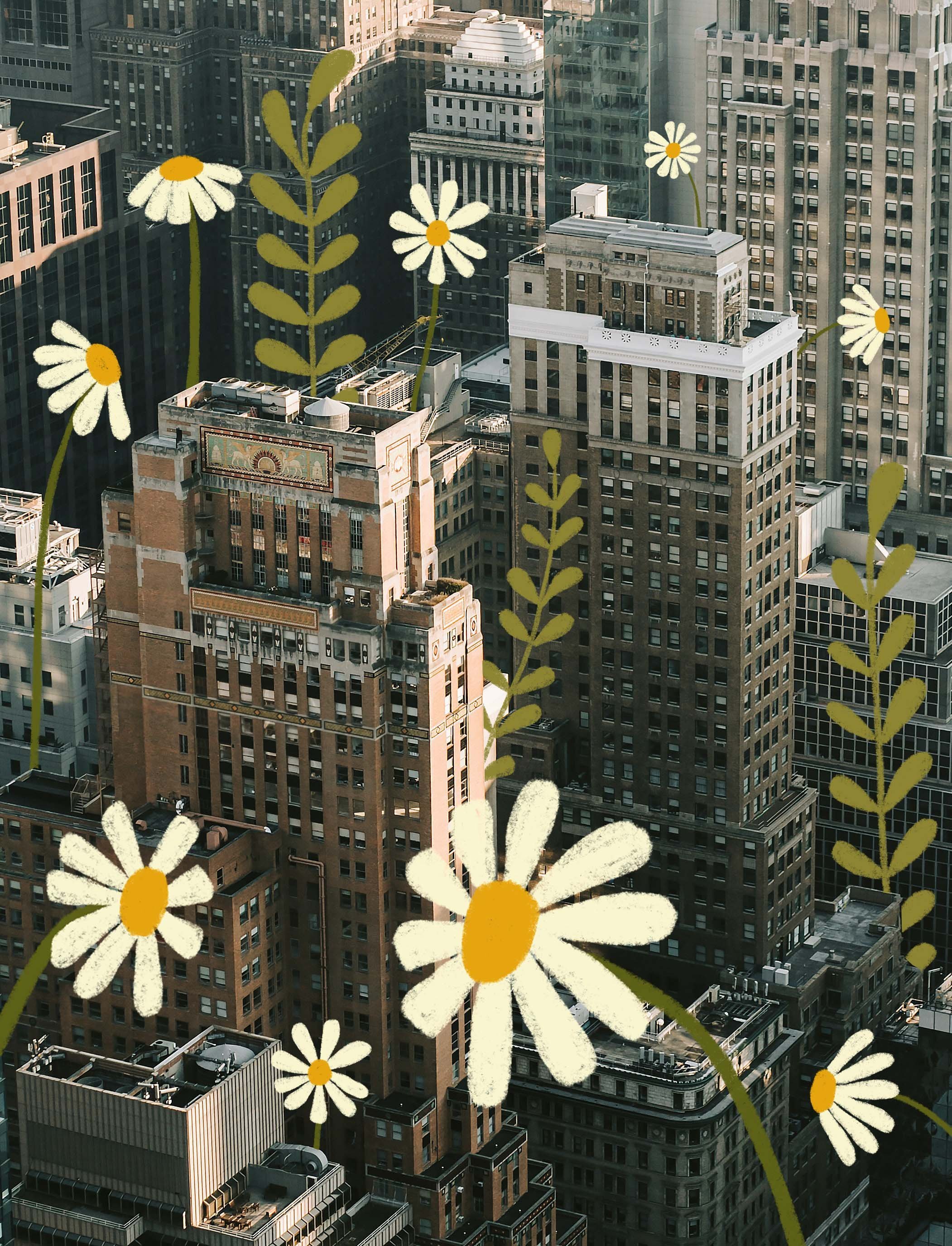 Coming+up+daisies.jpg