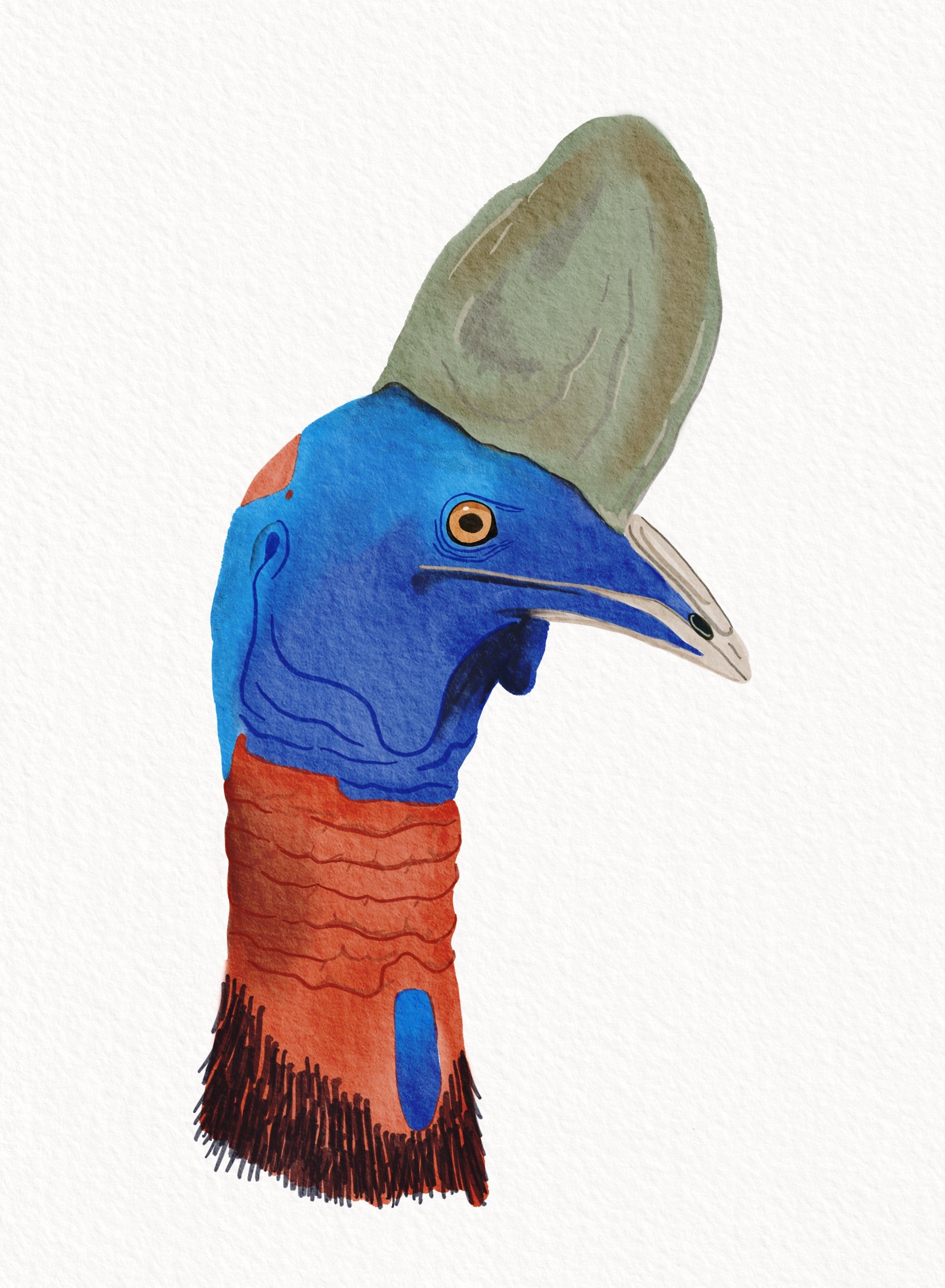 cassowary_webb.JPG