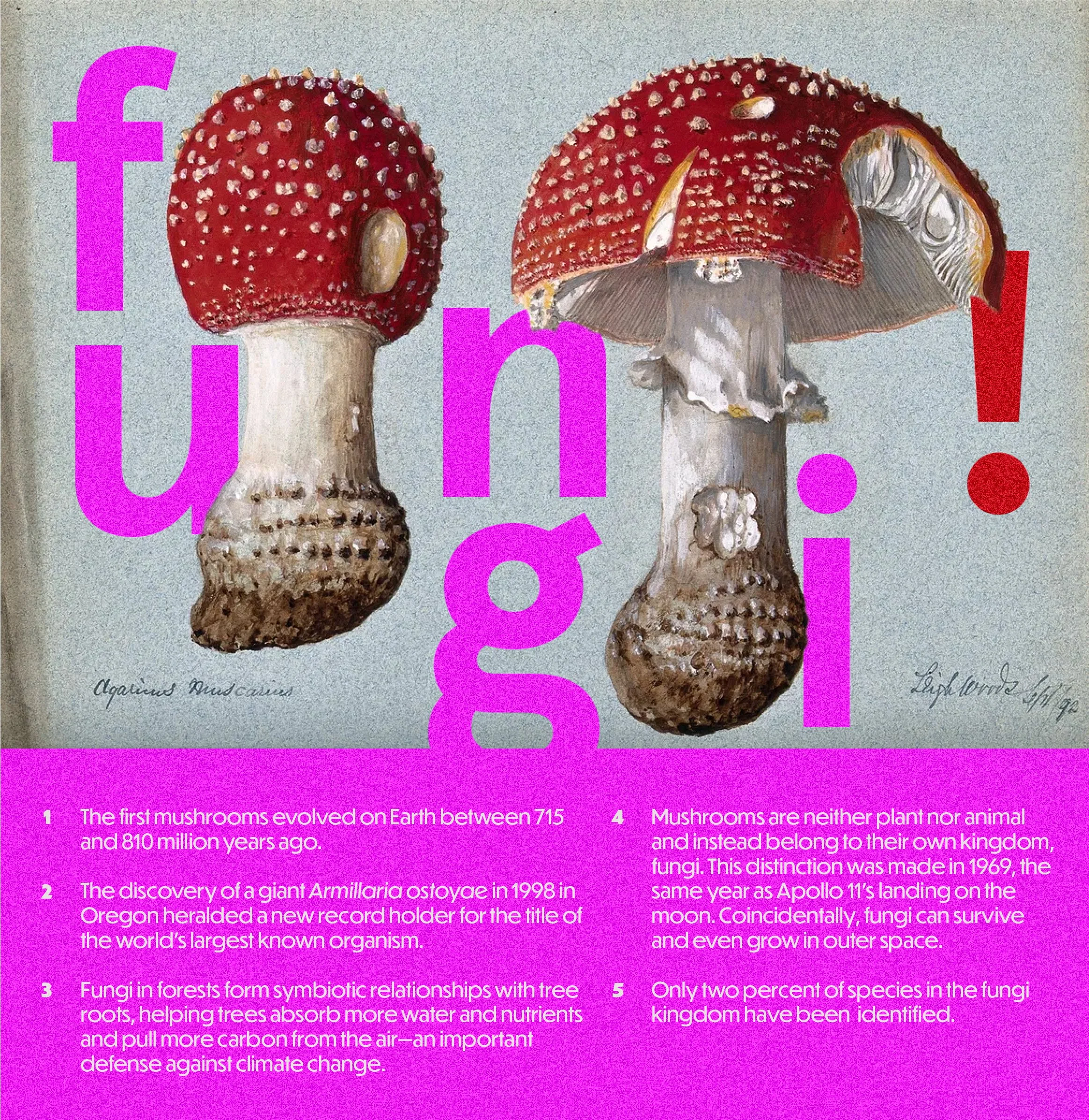 fungi facts_.jpg