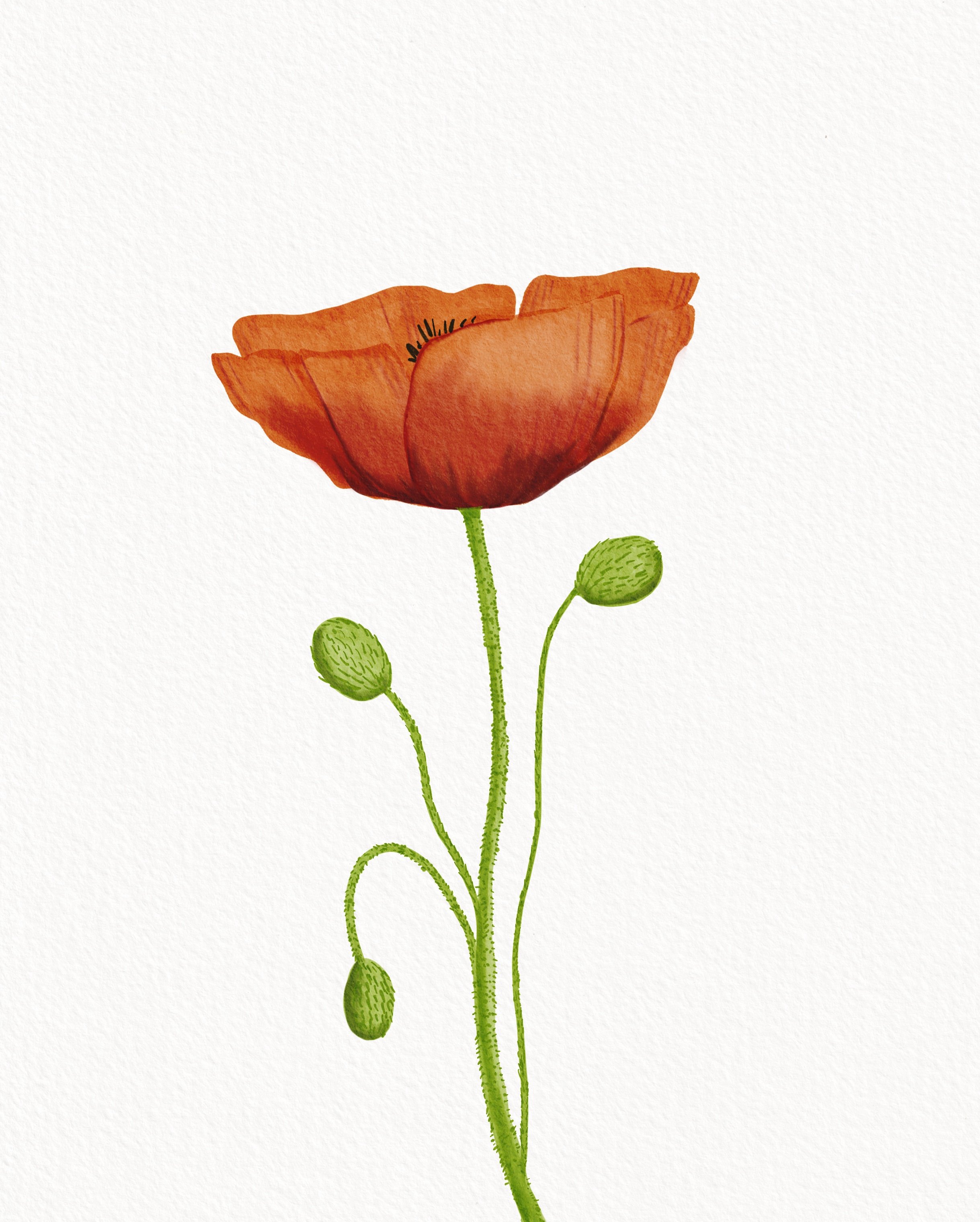 poppy copy.jpg