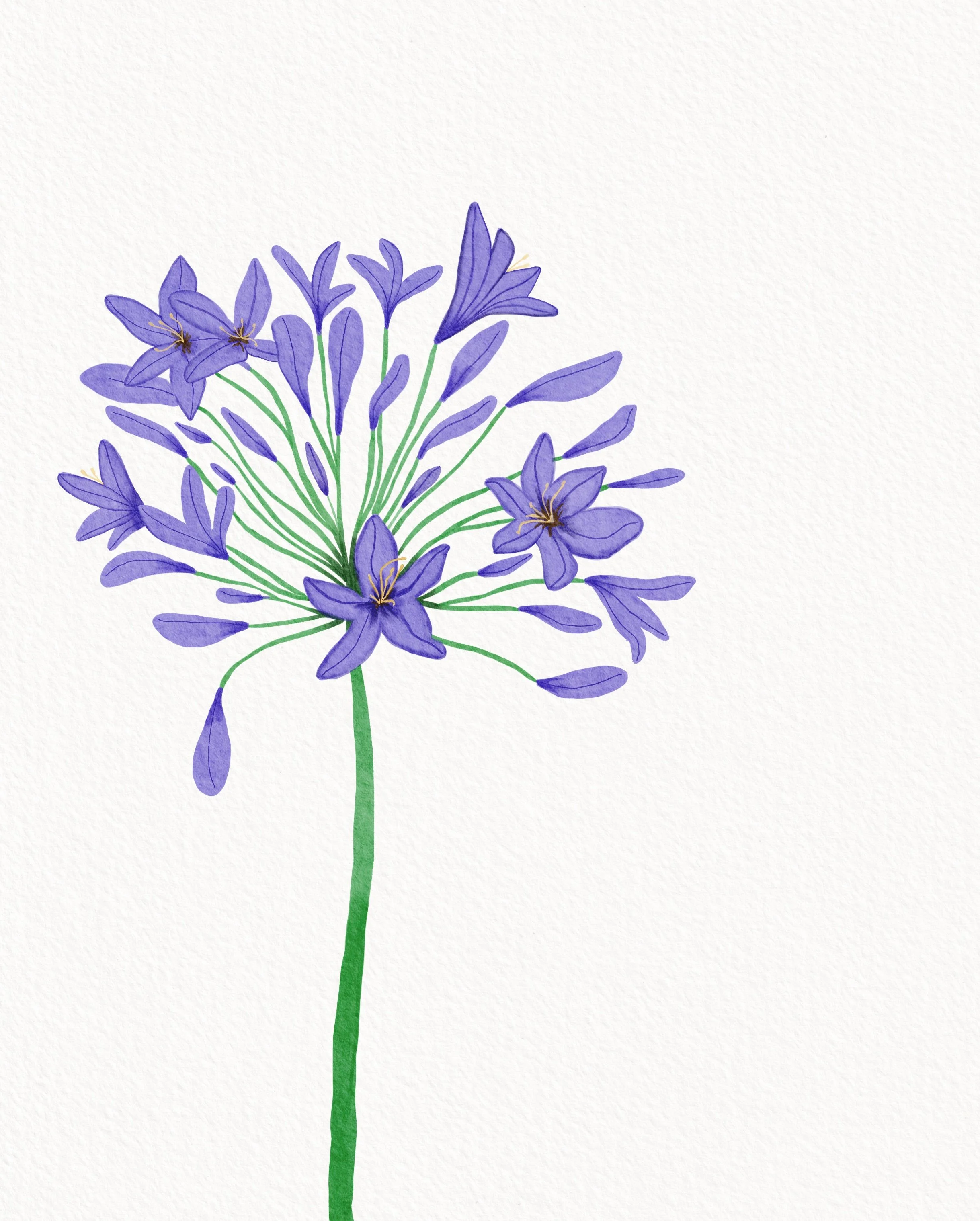 purple flower.jpg