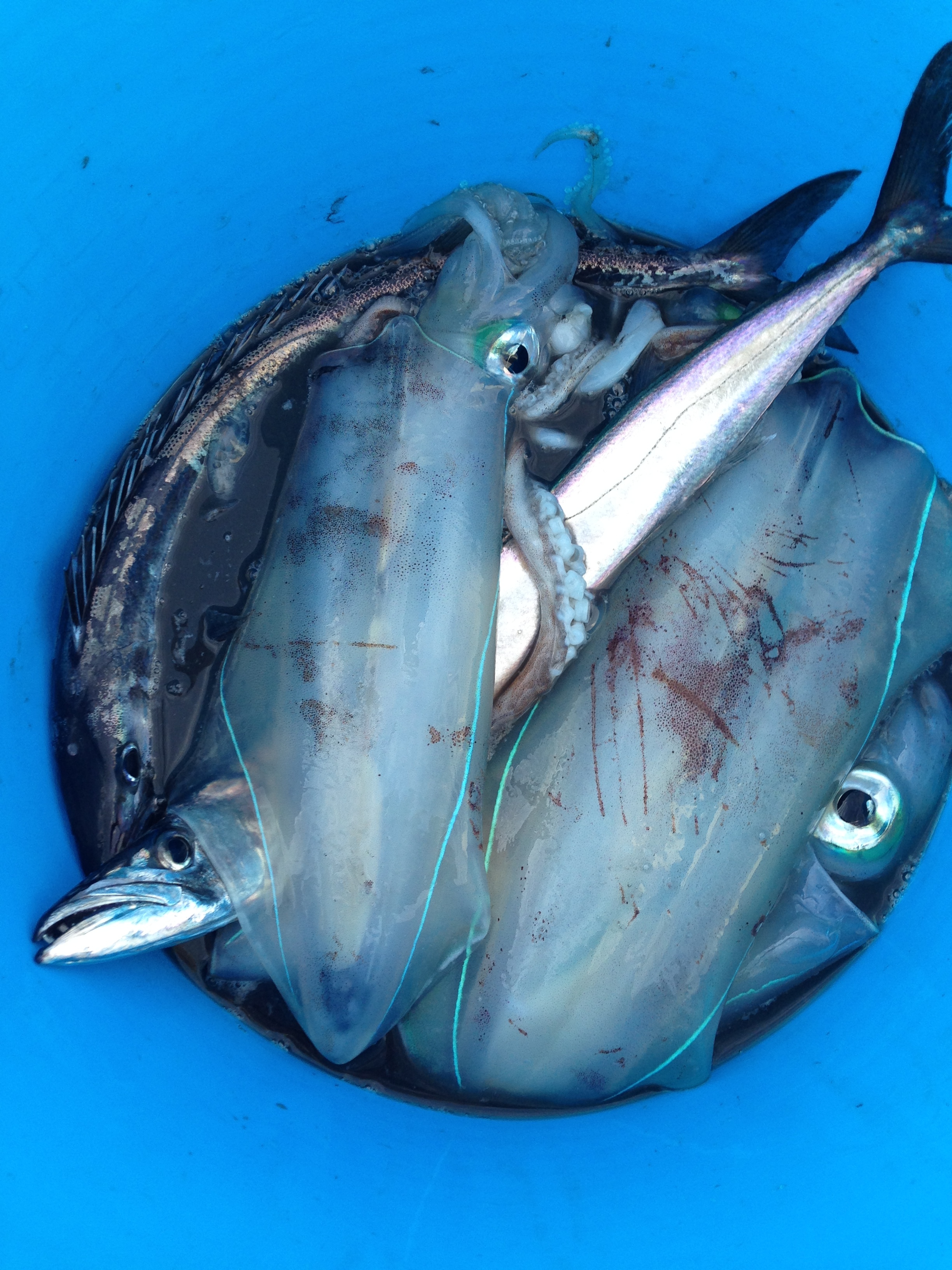 The boys managed to get a good catch in Garden Cove.