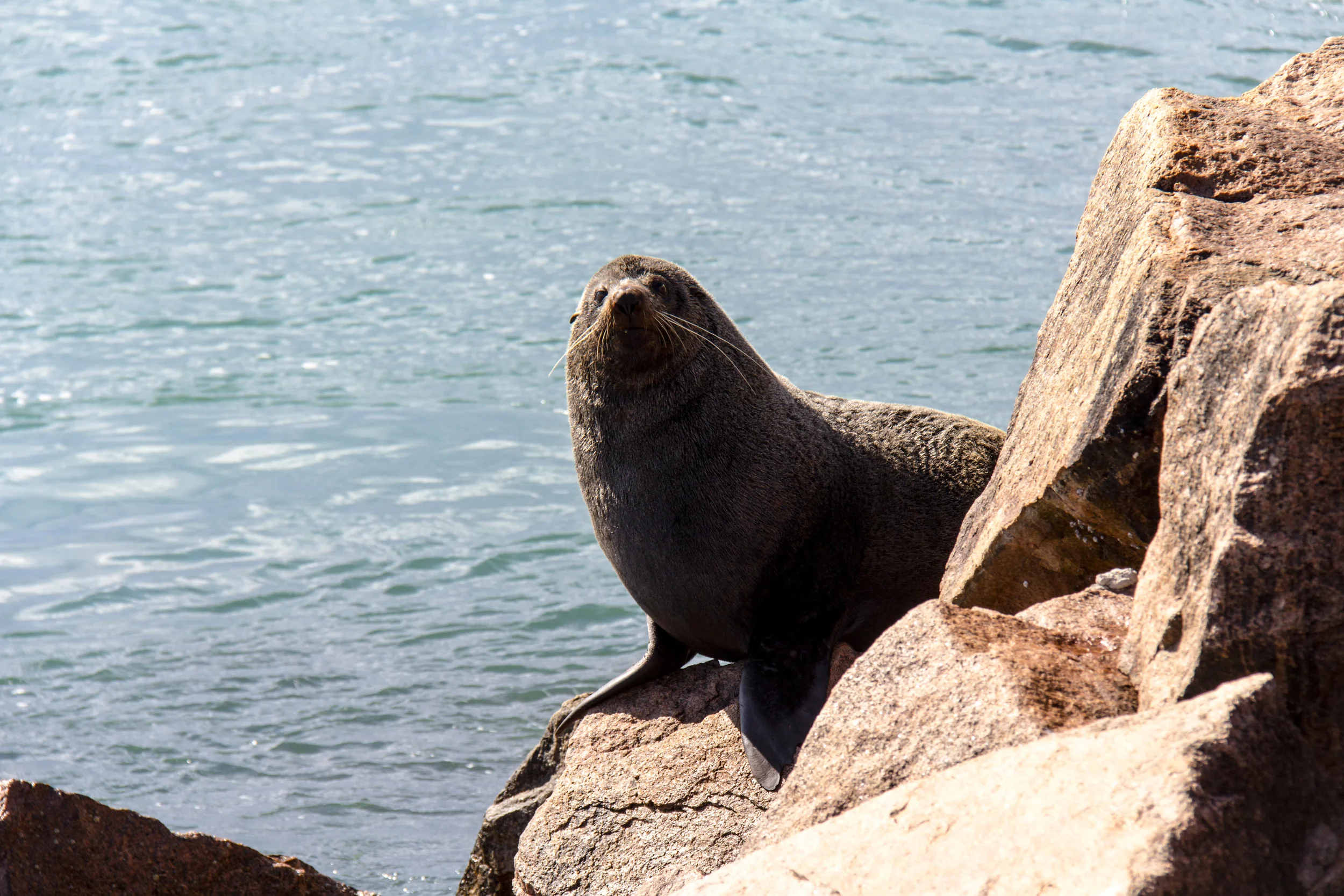 Old mate didn't want to give up his spot on the rock but after watching Sail Surf ROAM episode 2 he realised Liss isn't to be messed with.