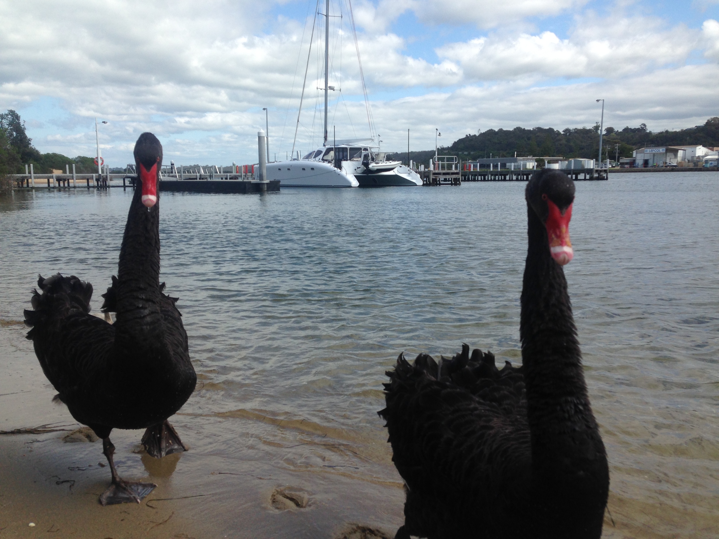 friendly locals . Some black swans who were not at all shy .