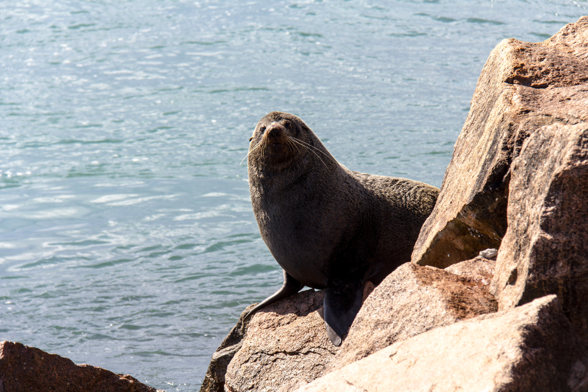 One of the sun baking seals i caught off guard at the Entrance ...