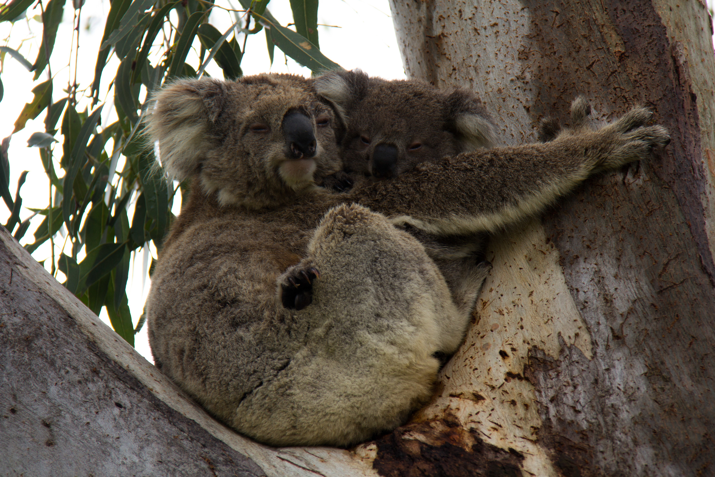 Mum and Baby just hanging out in the middle of the town on Raymond Island.