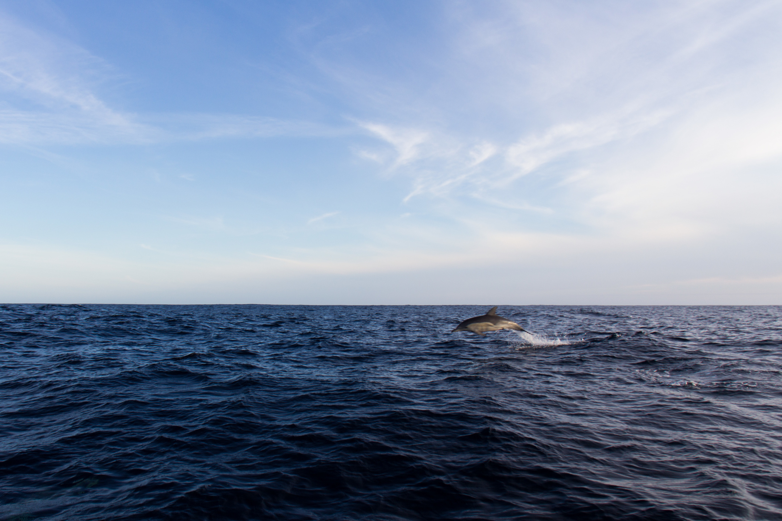 Just one of the several hundred dolphins we saw on the trip. One night watch we were surrounded by a pod of dolphins that would leave bright blue bubble trails for 50 m every time they broke the surface caused by phosphorescence. Essentially glow in the dark dolphins!!!