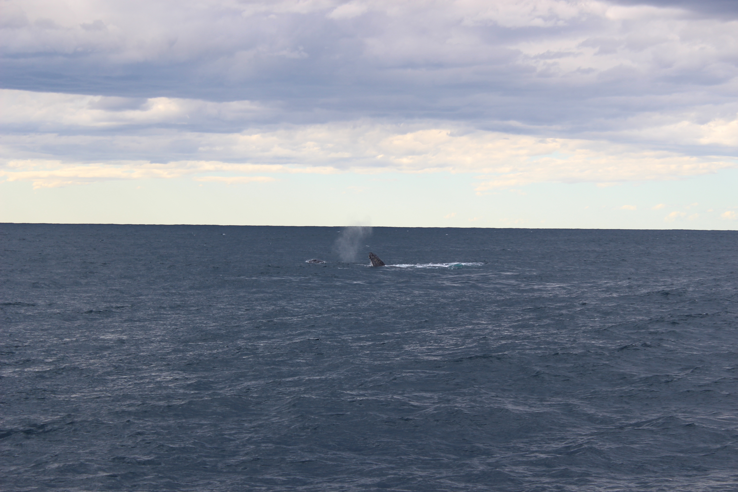 We were lucky enough to spot some Humpback whales quite close to Roam, about 300 meters off our starboard bow.