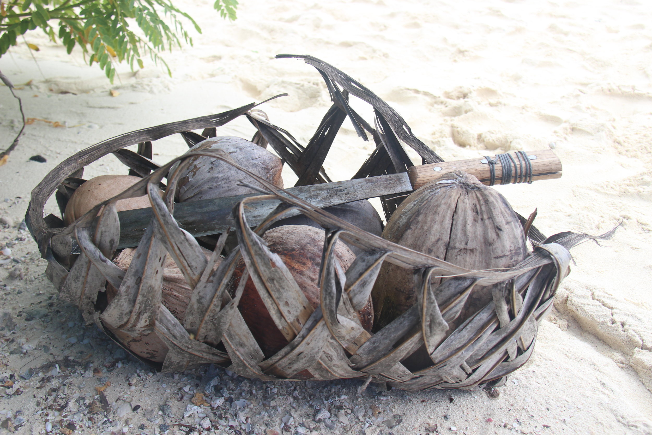 Coconuts we collected from the ground beneath the palms at the sand spit. 