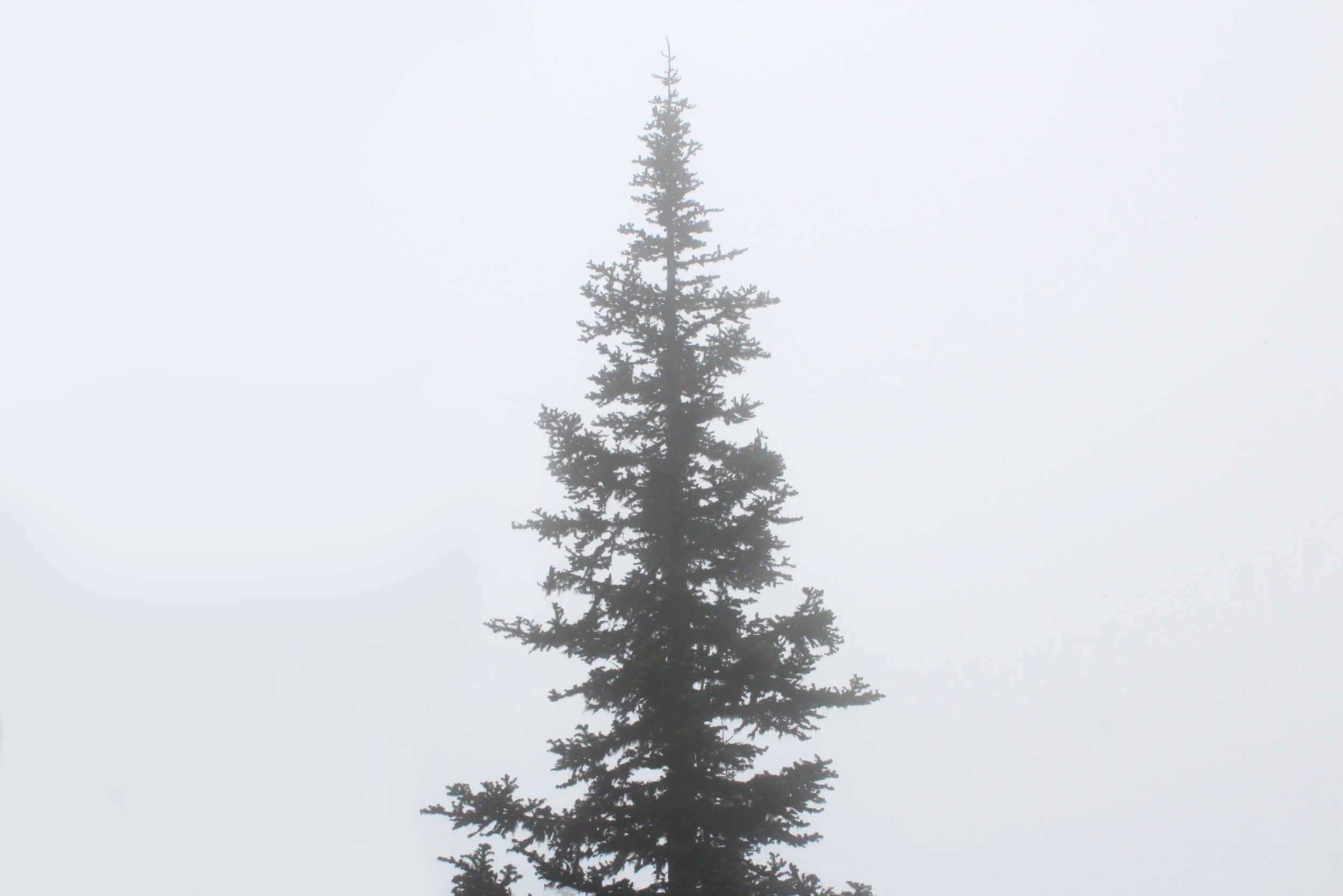 Olympic National Park . July 2016