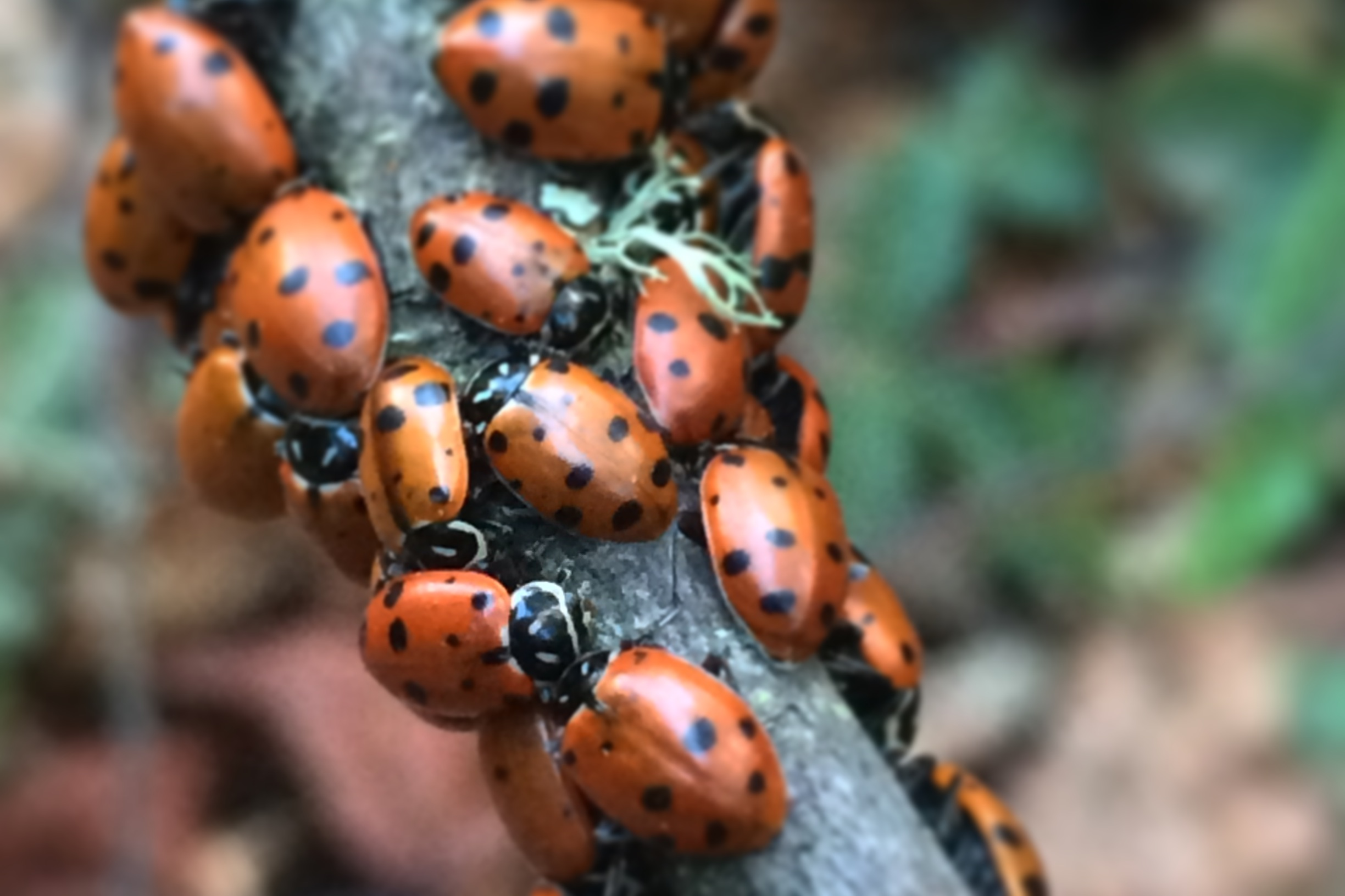 Photo of Convergent Ladybeetles,&nbsp;Hippodamia convergens, on a twig