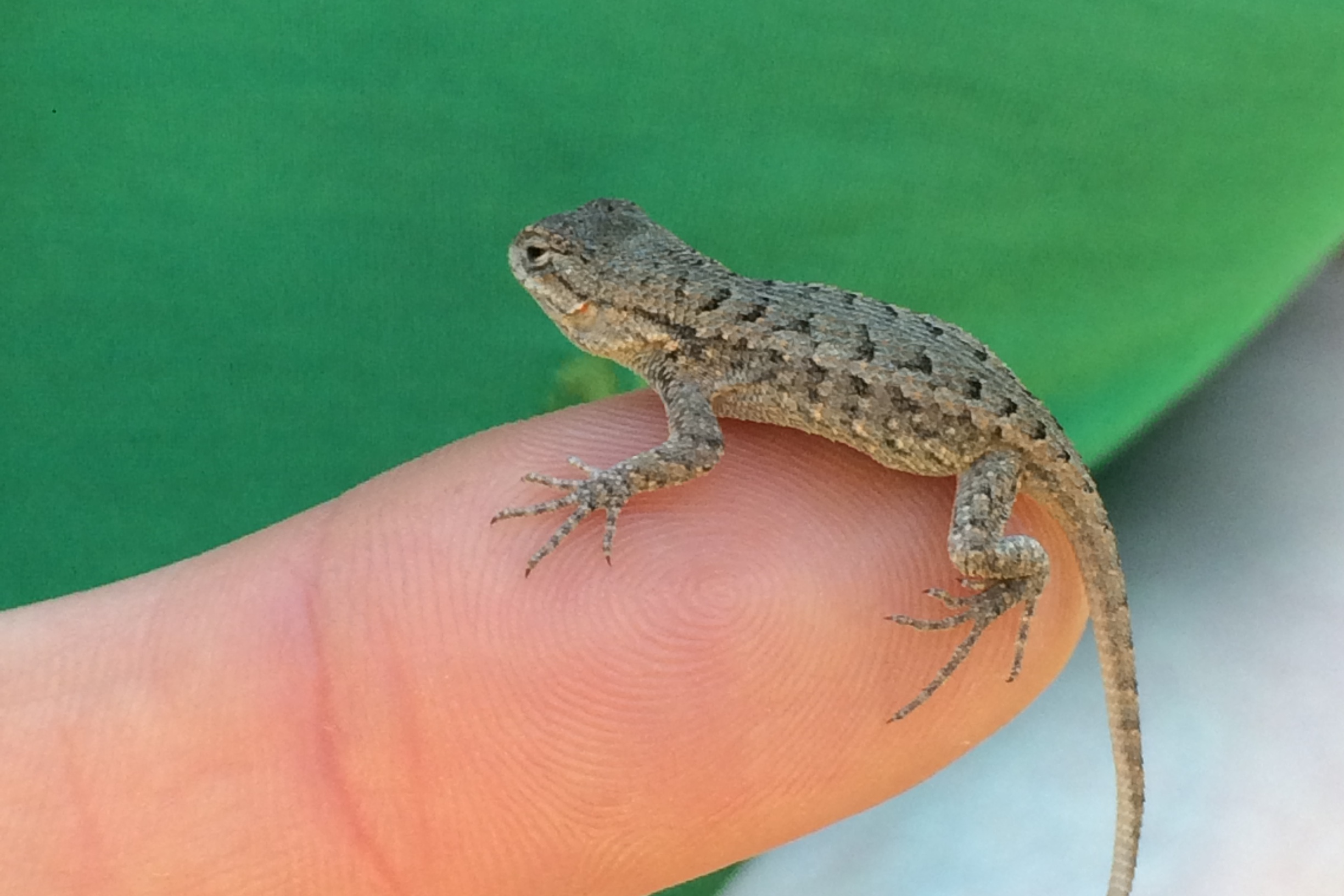 Photo of Small Western Fence Lizard sitting on a fingertip