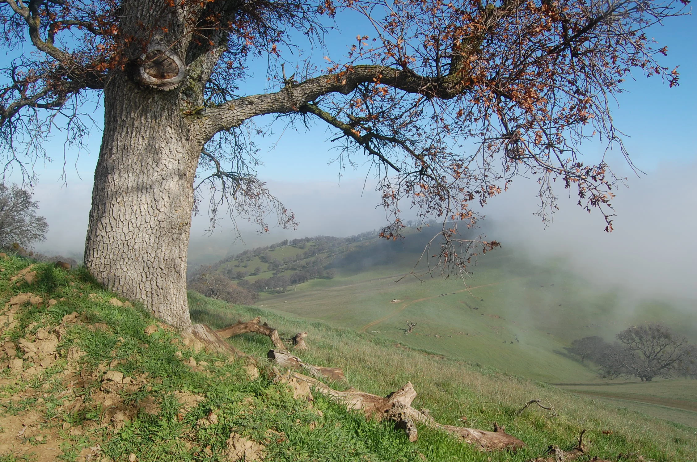 banner-donate-valley-oak.JPG