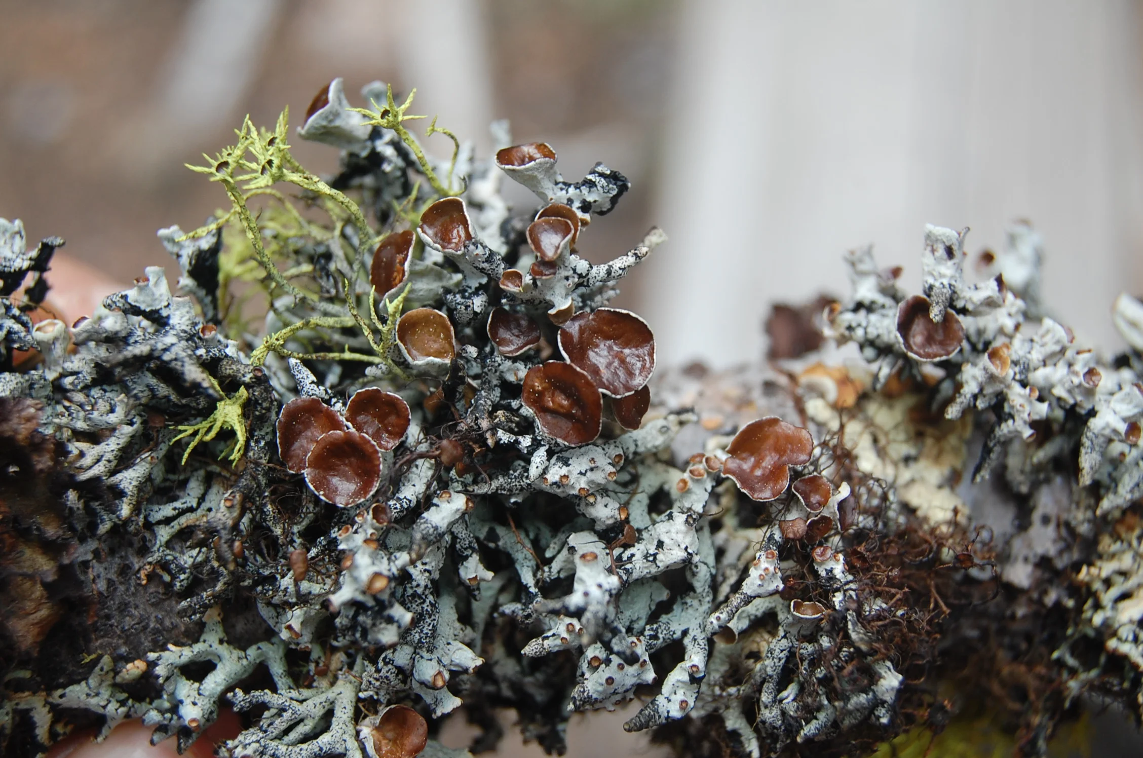 banner-lichen.JPG