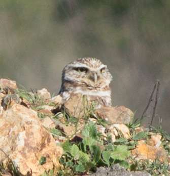 Adorable Burrowing Owls can be seen at at MLK Jr. Regional Shoreline. (Photo: Tony Iwane)