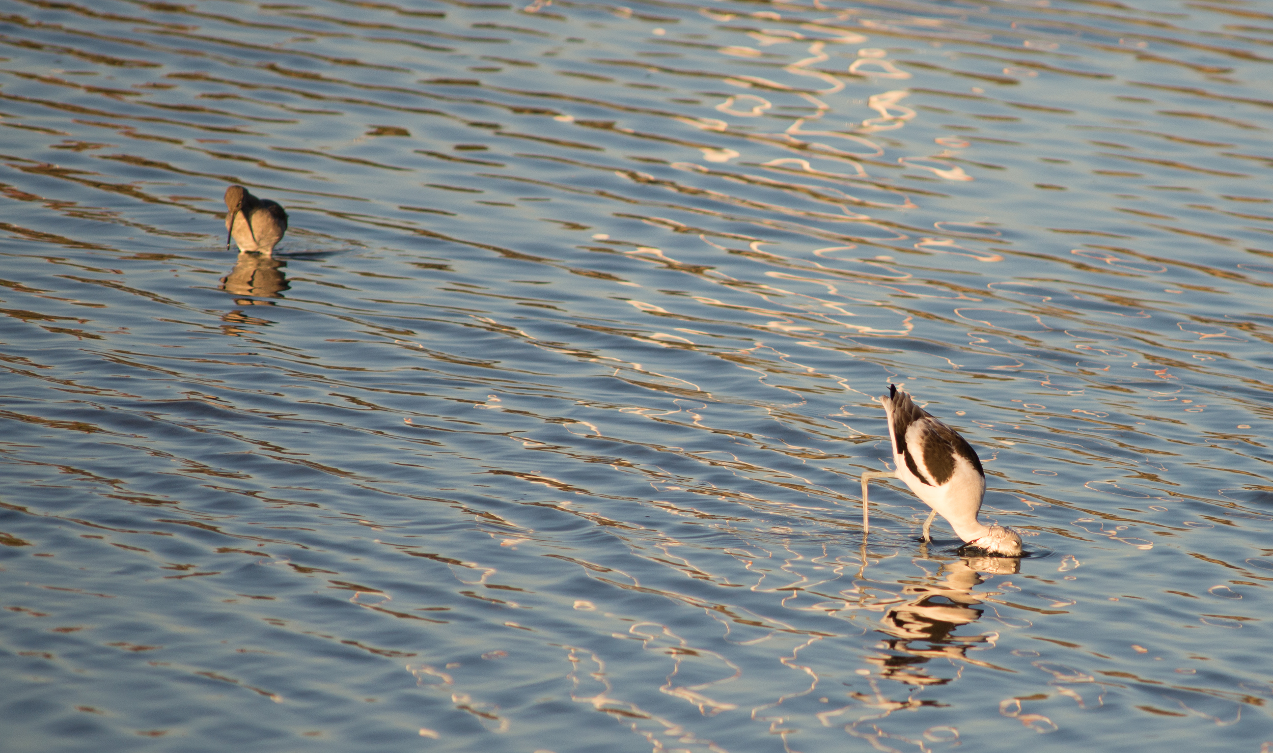 An American Avocet dips down for some food at Middle Harbor Shoreline Park. (Photo: Tony Iwane)