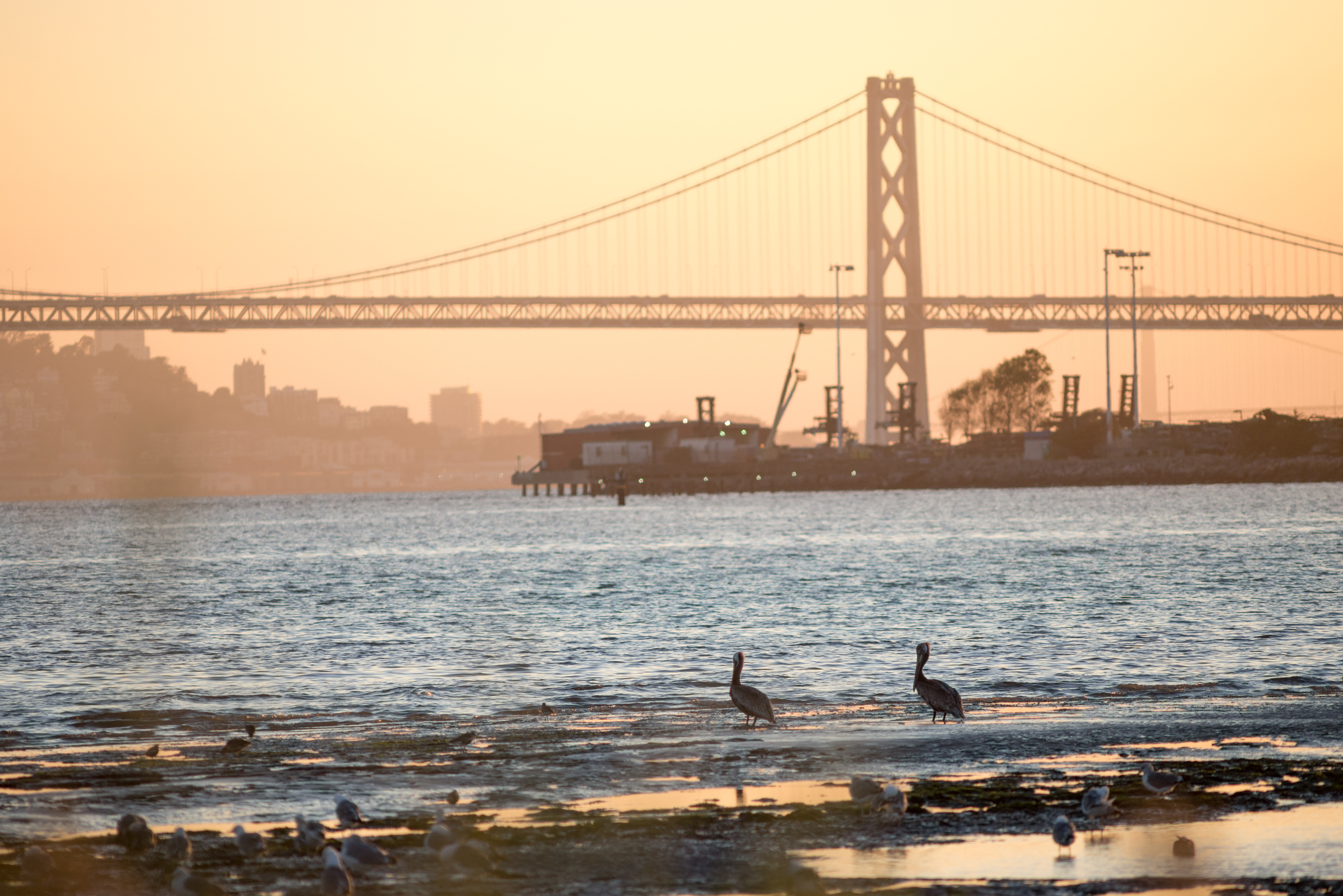 Brown Pelicans watch the sunset at Middle Harbor Shoreline Park. (Photo: Tony Iwane)