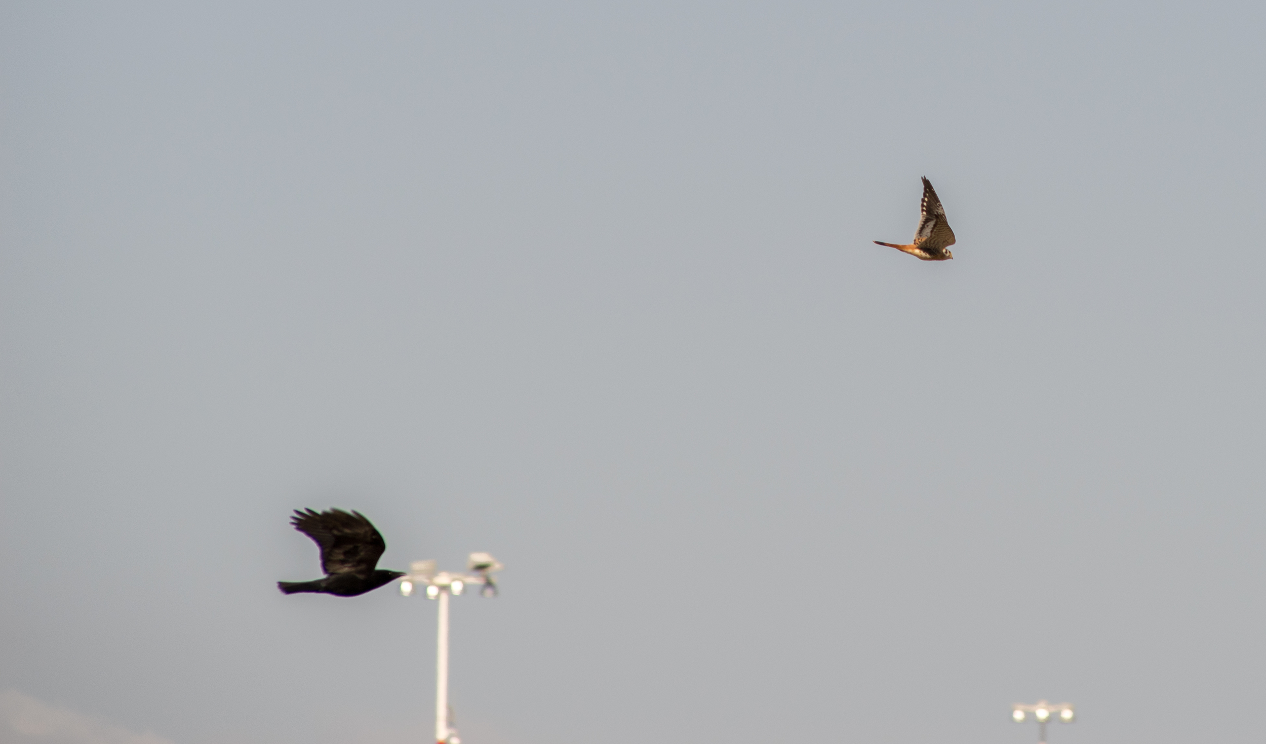 An American Kestrel being harassed by an American Crow at Middle Harbor Shoreline Park. (Photo: Tony Iwane)