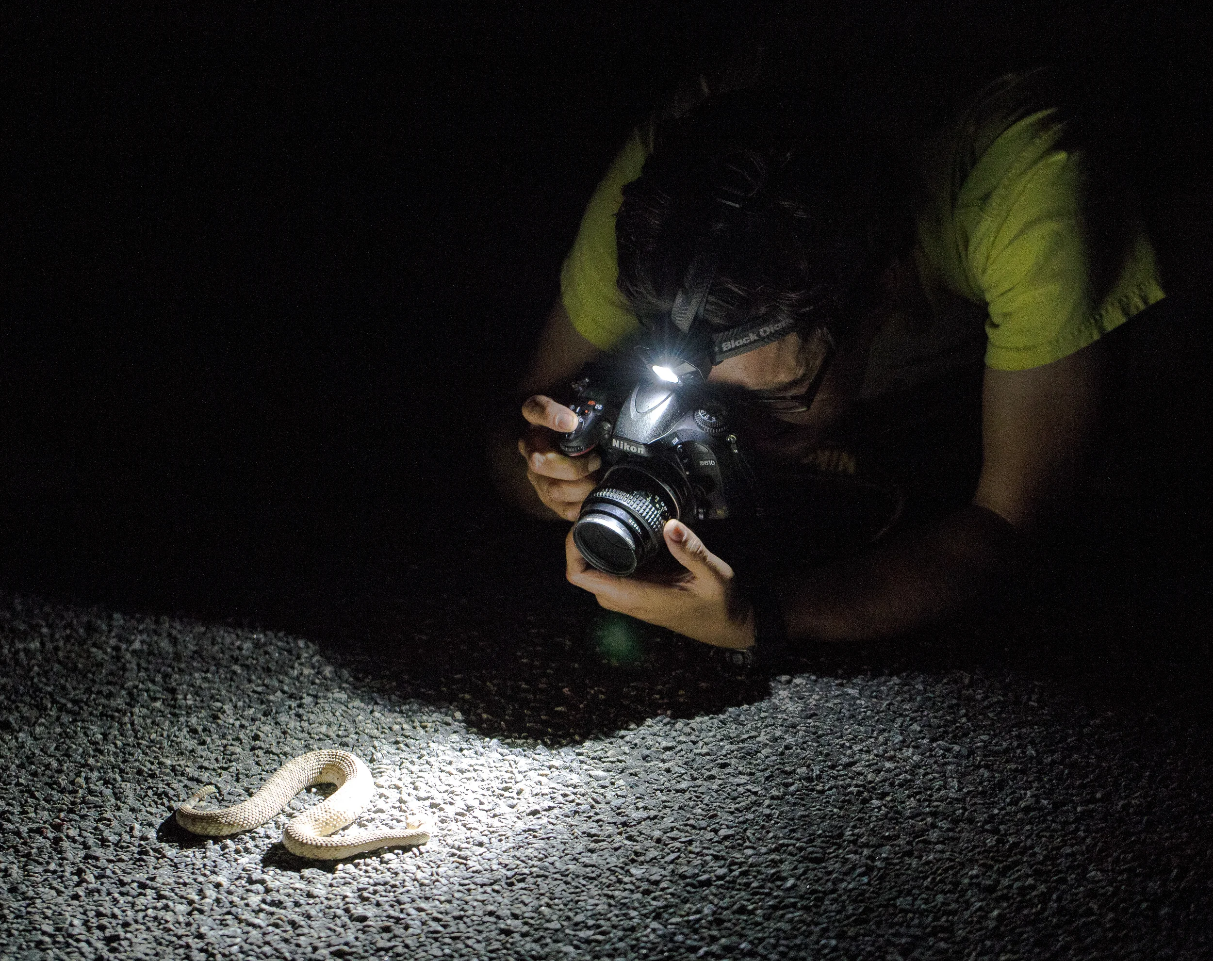 Tony Iwane photographing a Mojave sidewinder (Photo by Ken-ichi Ueda)