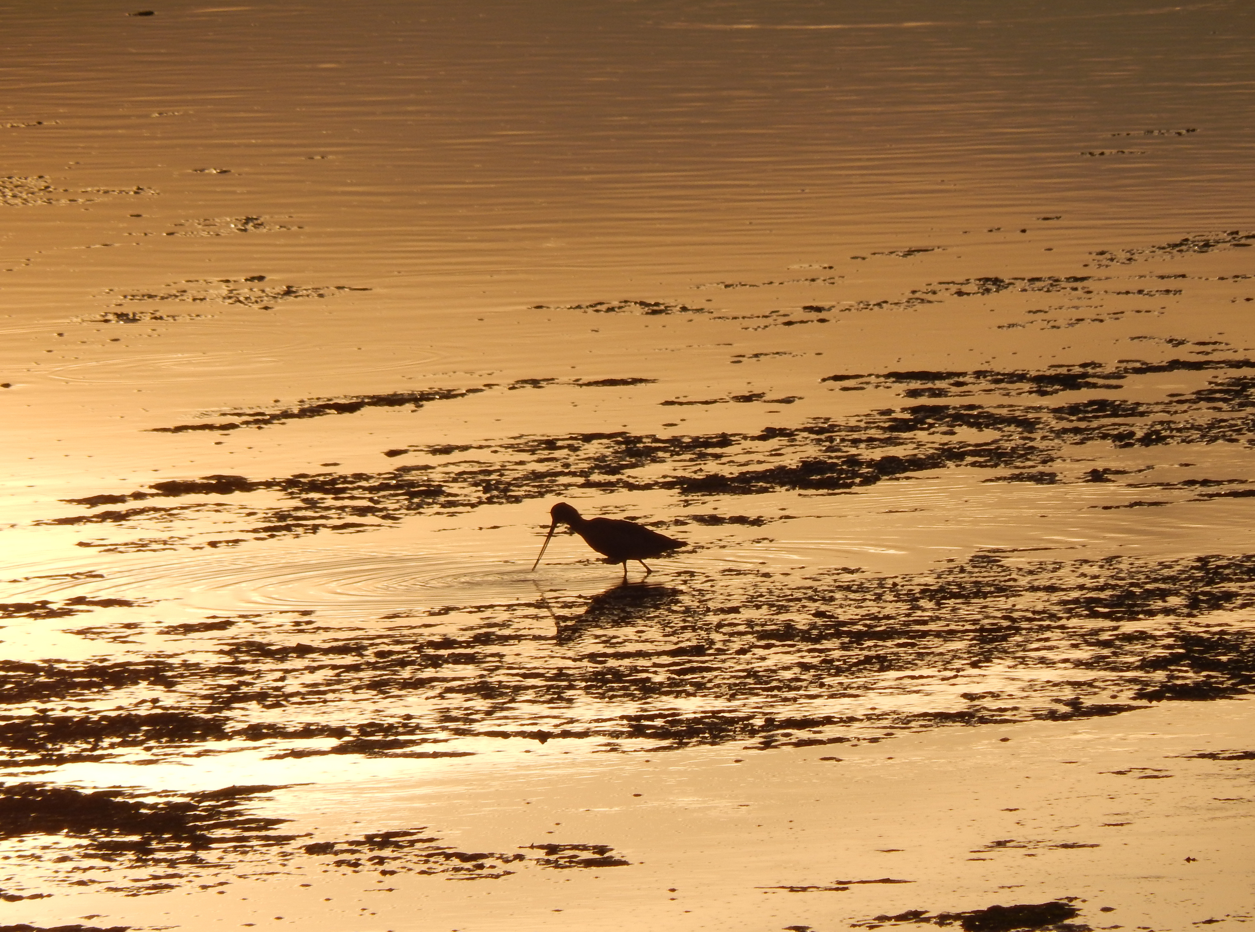 A Marbled Godwit (Limosa fedoa) at sunset. (Danielle Doyle)