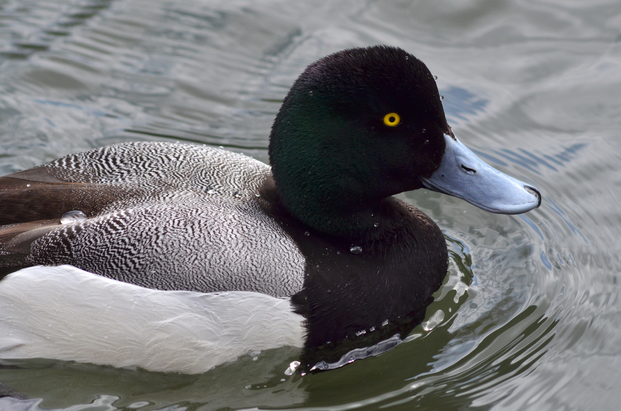 Lesser scaup (Photo by Christian Schwarz)
