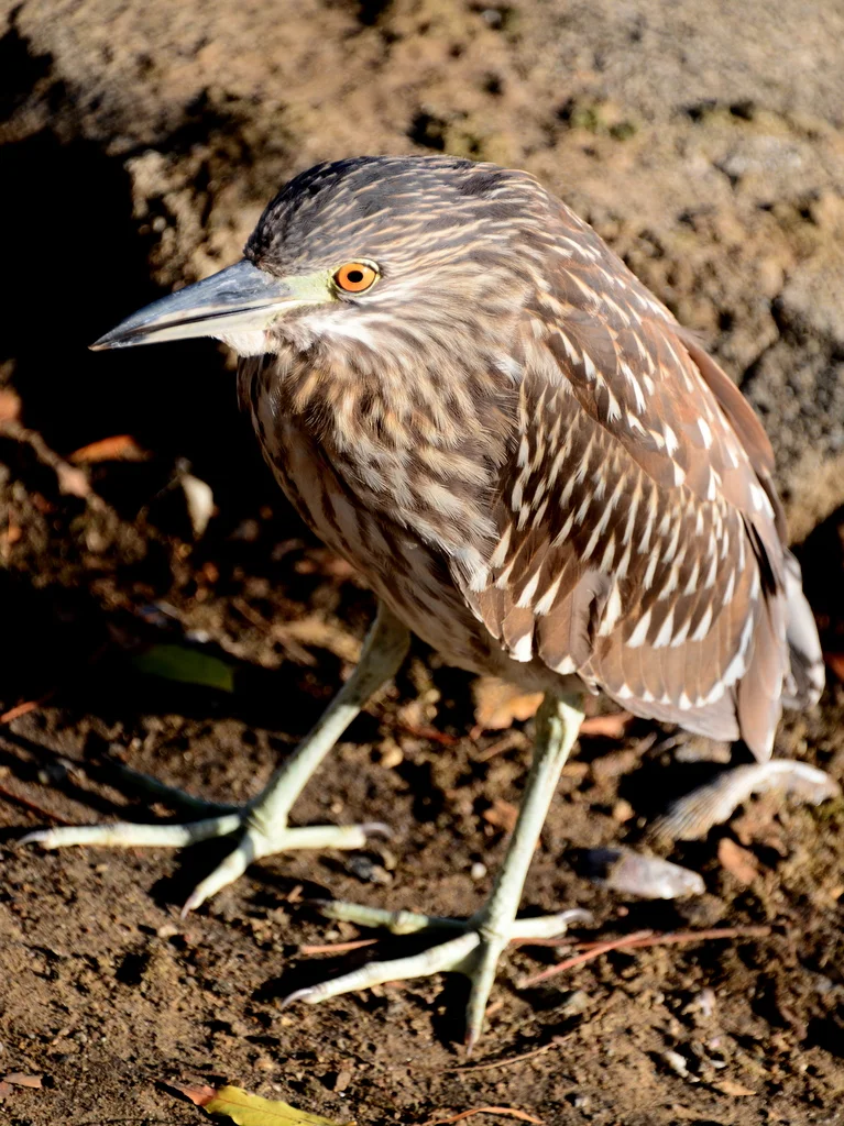 DSC_1329.JPG