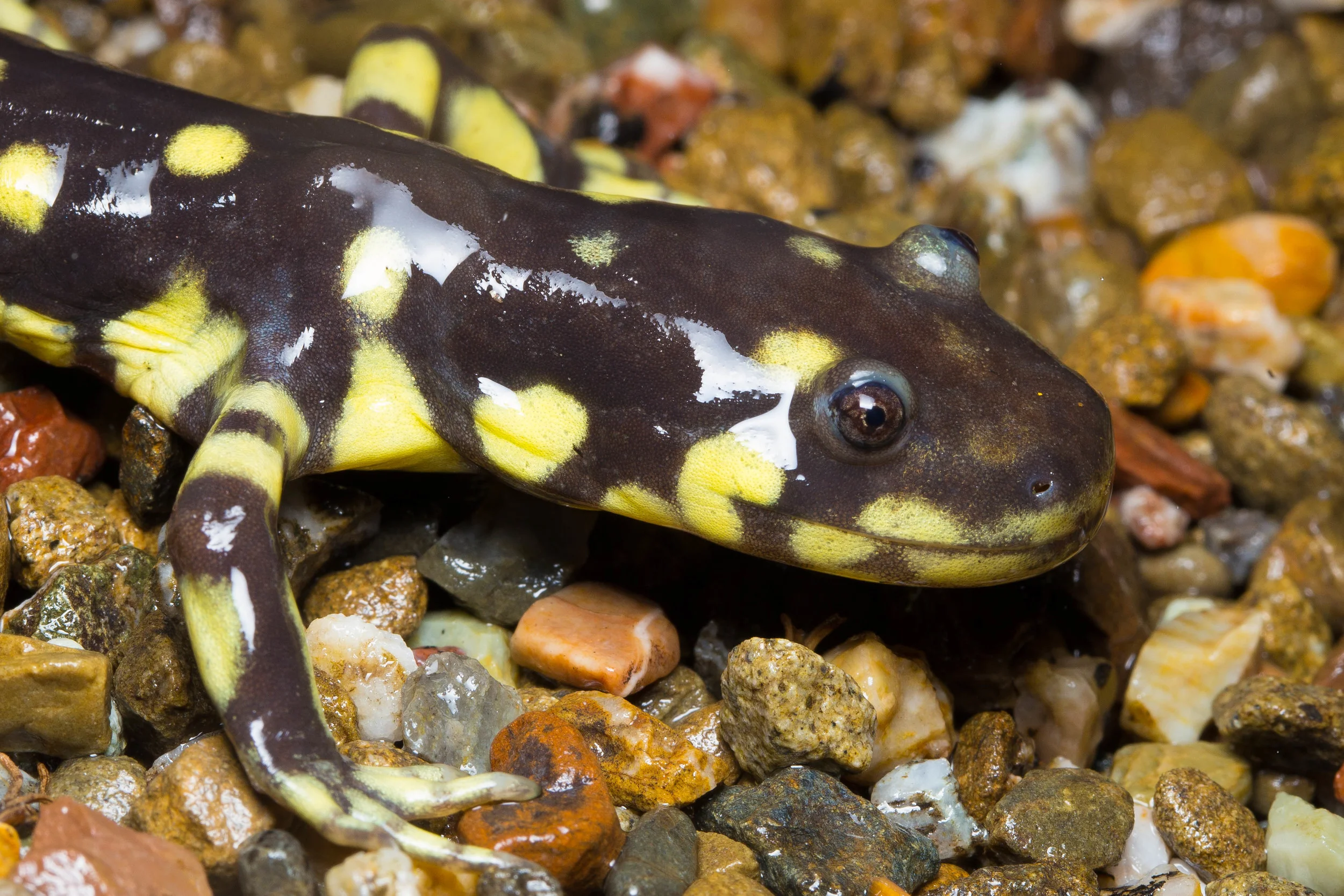 California Tiger Salamander ( Ambystoma californiense ). Photo: © Ken-ichi Ueda