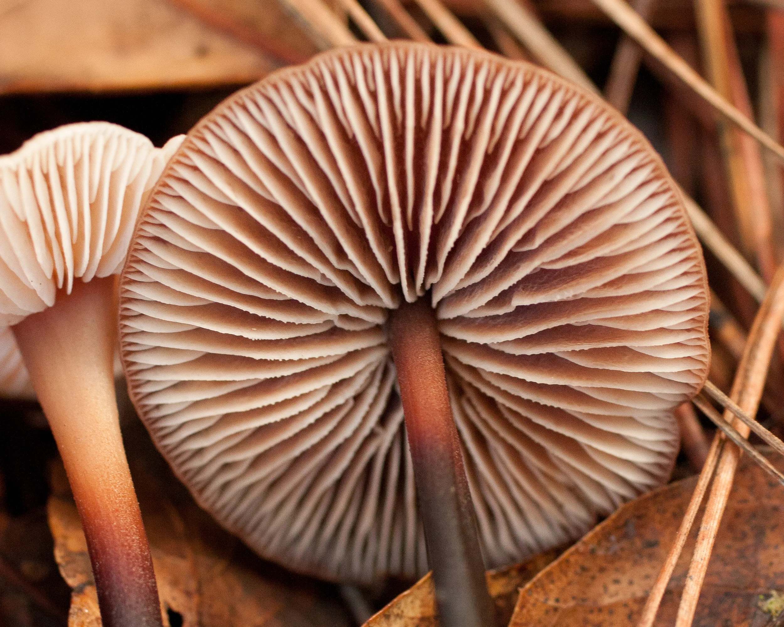 Gymnopus brassicolens. Photo by Trent Pearce
