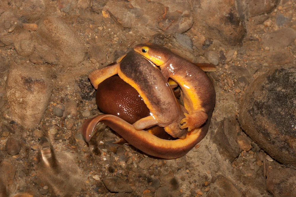 Mating California Newts. Photo by Trent Pearce