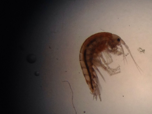 crustacean_damon tighe.jpg