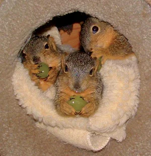 Baby squirrels being fostered by Yggdrasil Urban Wildlife Rescue