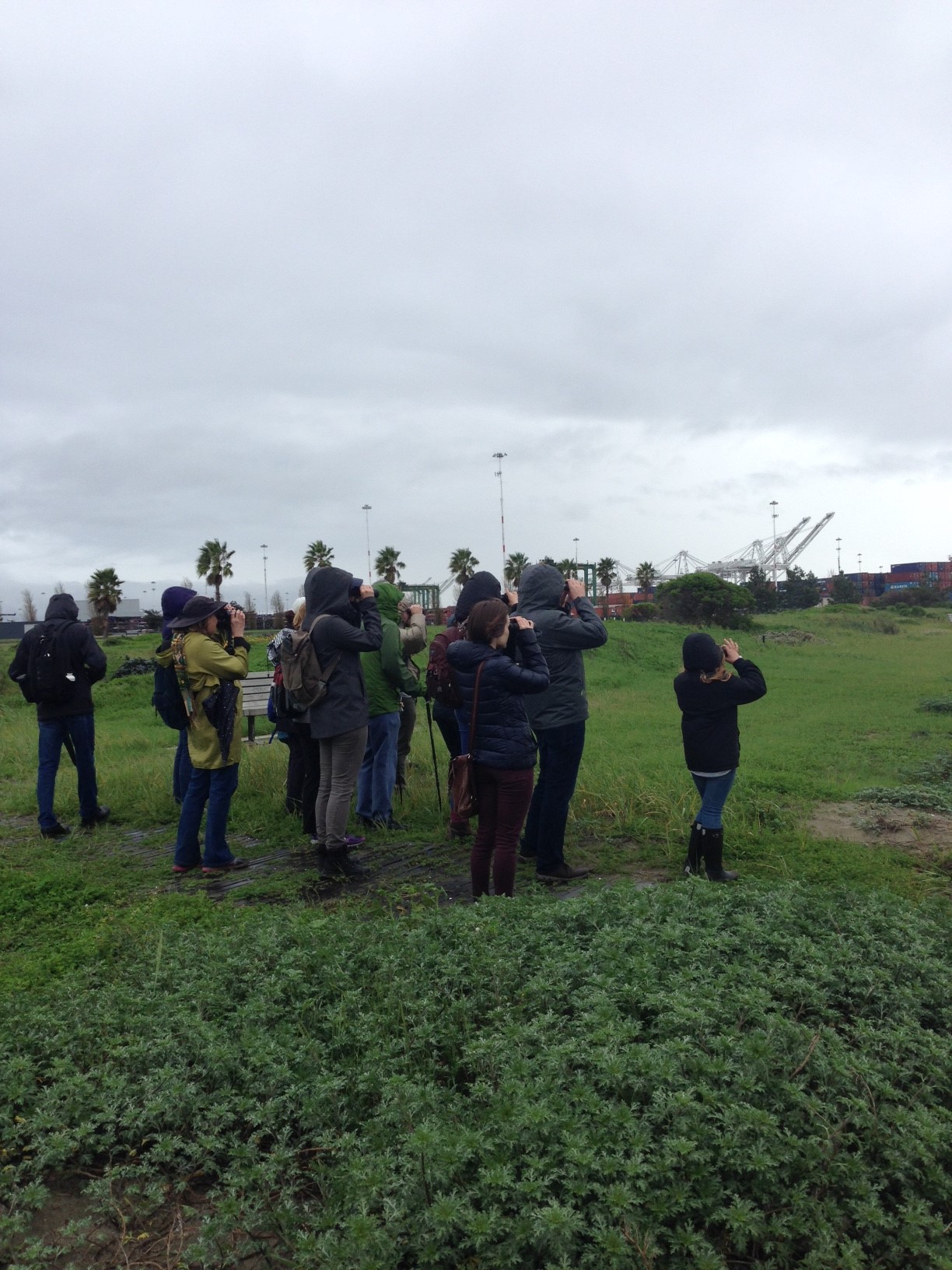 Birders at Middle Harbor Shoreline