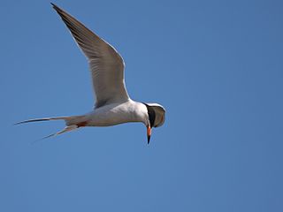 Forster's tern