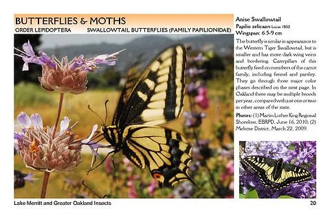 Anise Swallowtail description & photos from ISMC's guide "Lake Merritt and Greater Oakland Insects"