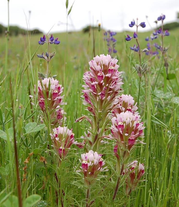 Owl's clover, Castilleja exserta (Photo by Angela Pai)
