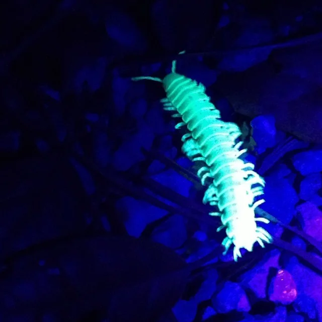 Millipede fluorescing under UV light. Photo: Lauren Scheiner