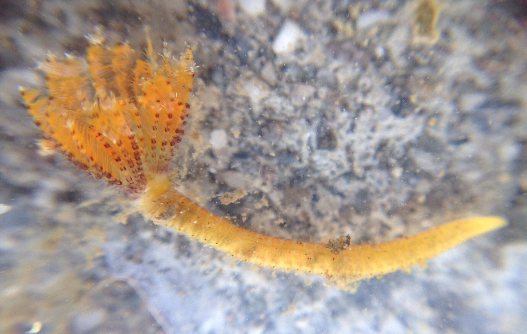 polychaete.jpg