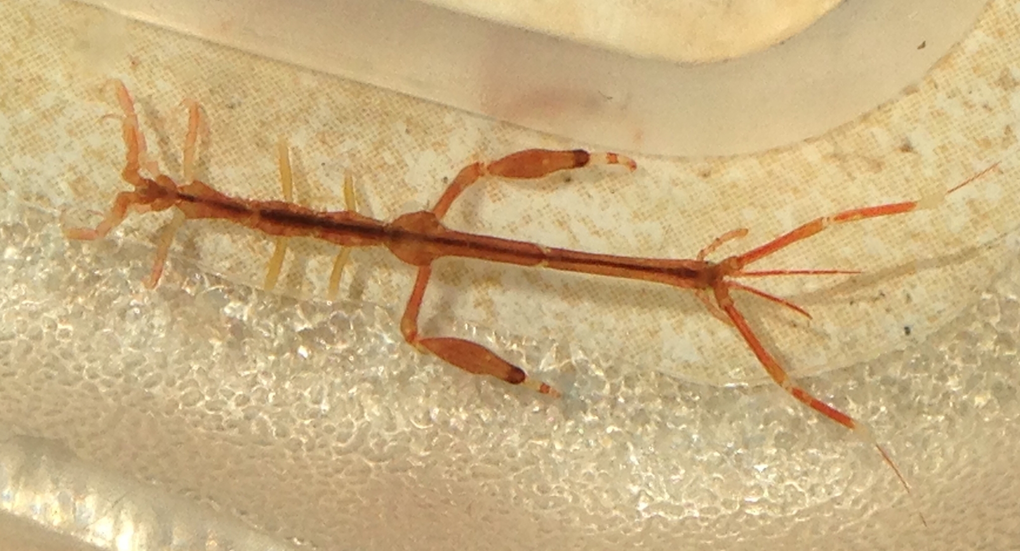 skeletonshrimp.jpg