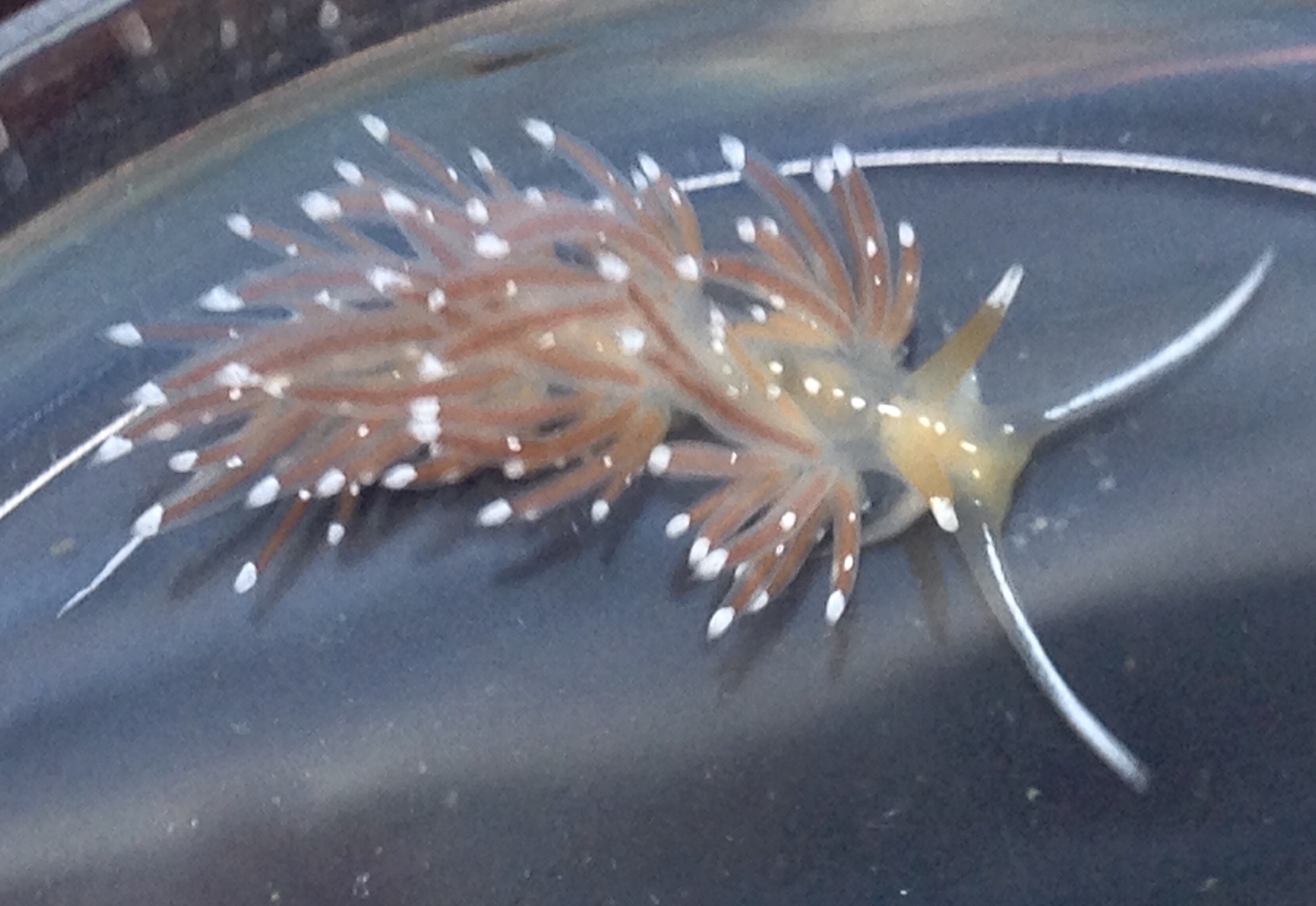 nudi.jpg