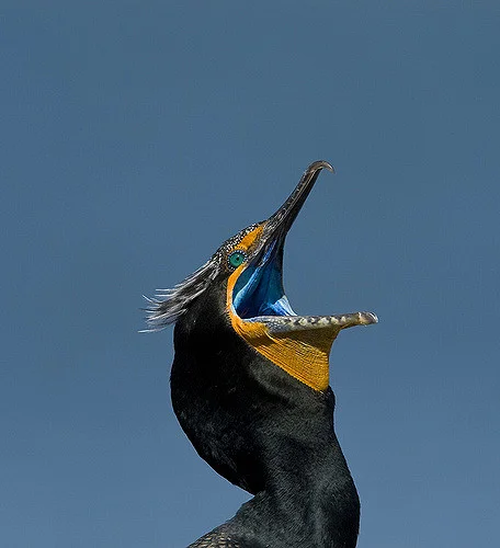 A Double-Crested Cormorant! Photo: Gregory Smith