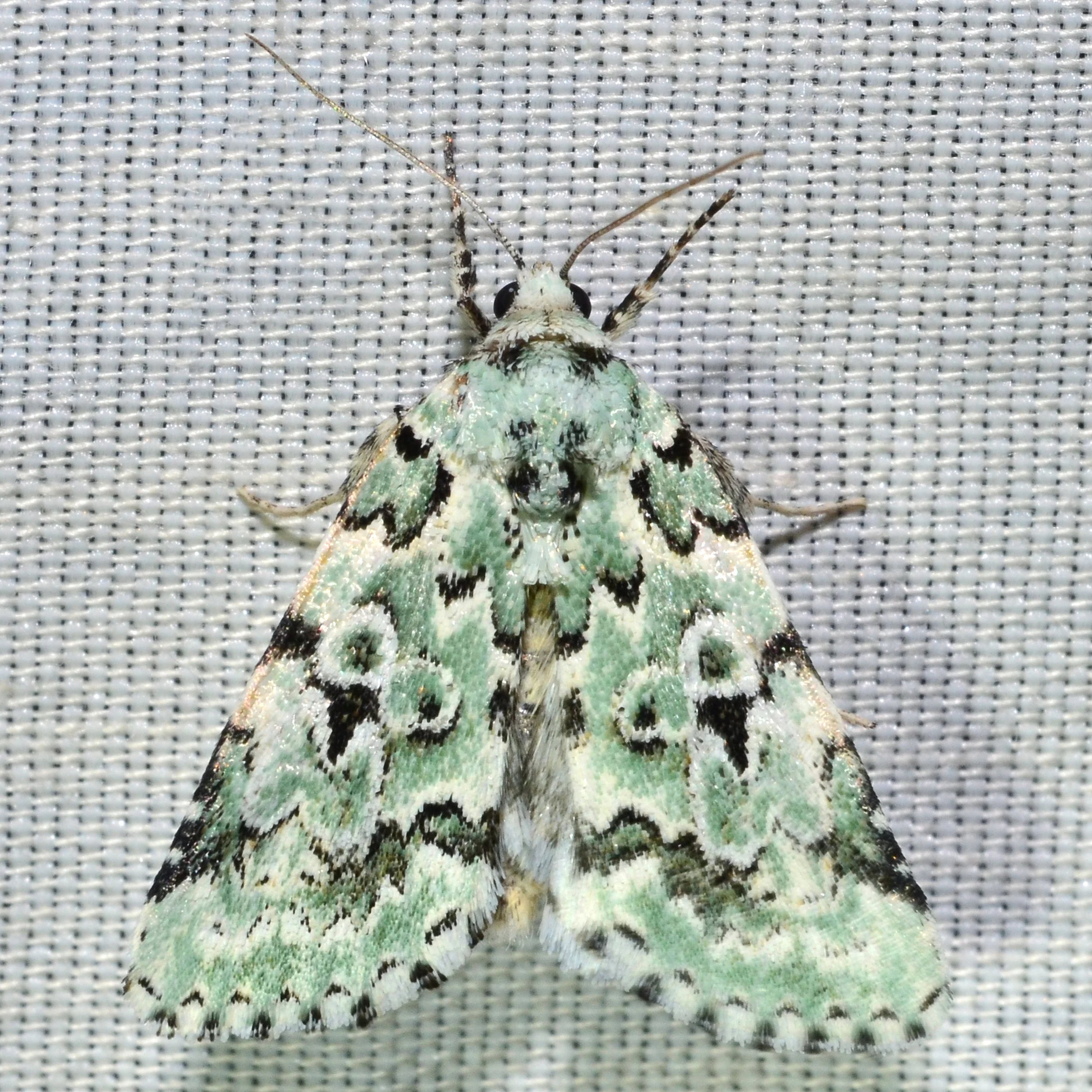 Bryolimnia viridata
