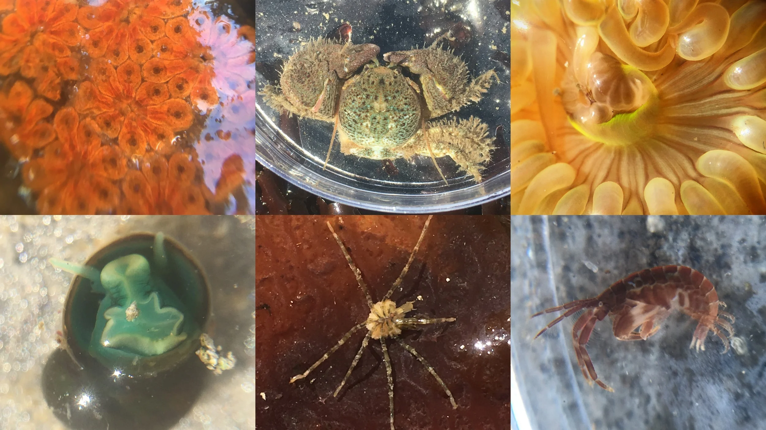 Clockwise from upper left: Golden Star Tunicate, crab, sea anemone, mollusk, sea spider, amphipod. All of these organisms were seen this week at the piers! 