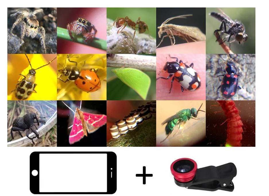 a few cell phone macro photos from the past year by workshop leader Damon Tighe