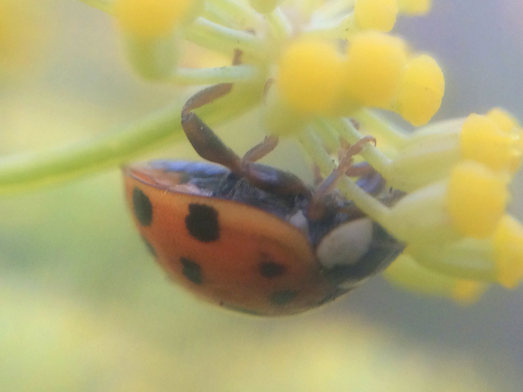 Asian Lady Beetle (Harmonia axyridis) by Blisseth Sy