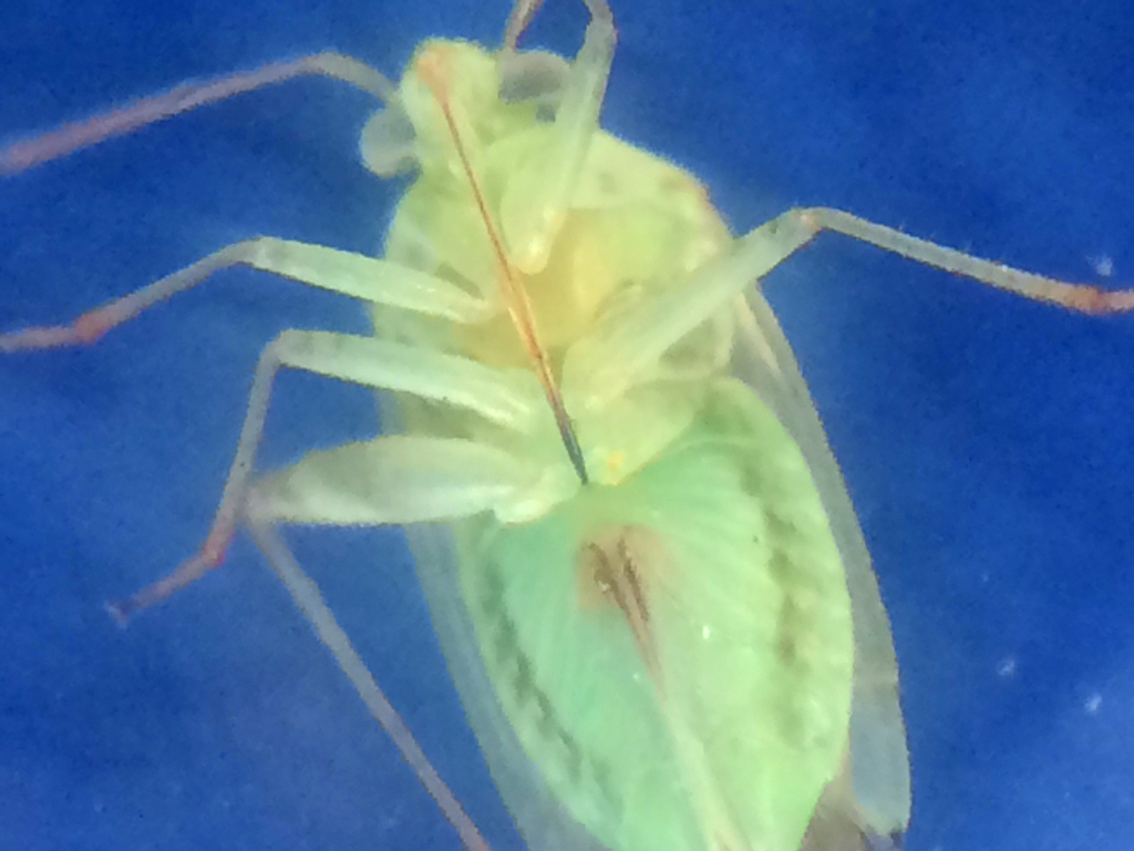 True Bug (Suborder Heteroptera) by Blisseth Sy
