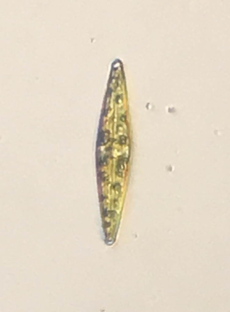 Navicula diatom