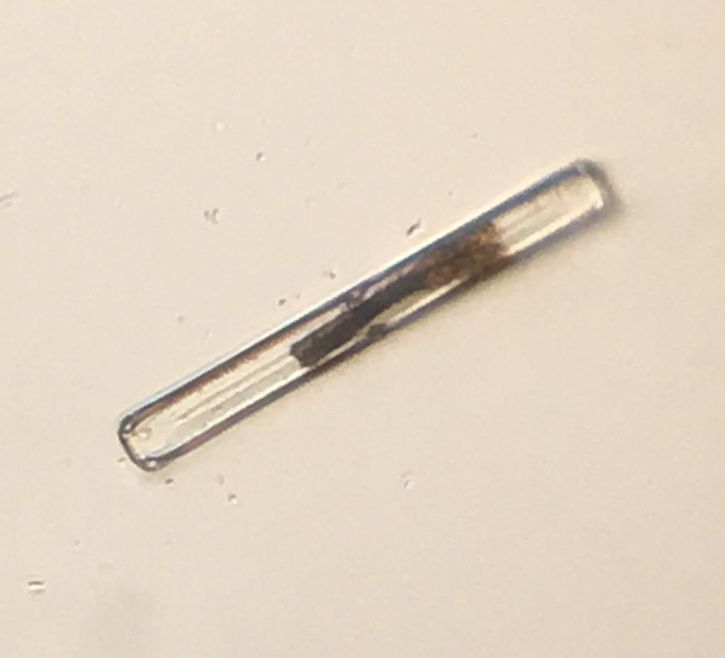 Diatom