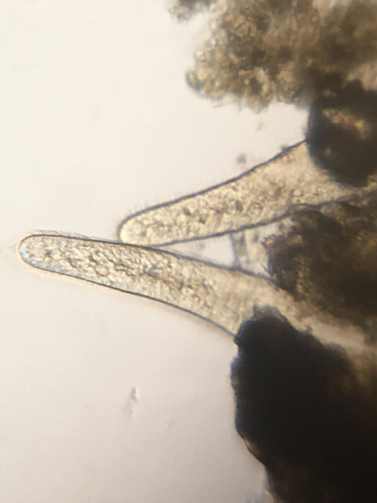 Ciliphora